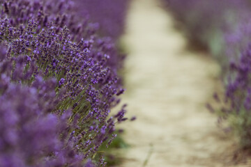 Soft and selective focus on lavender flower, beautiful lavender - obrazy, fototapety, plakaty