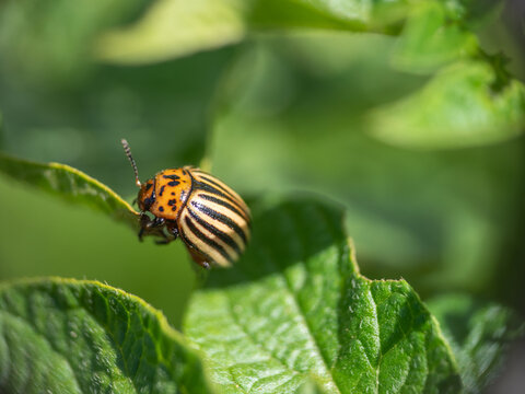 stonka ziemniaczana na polu uprawnym, na liściach ziemniaka