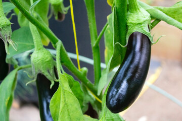 Harvest of fresh small ripe black aubergines growing at greenhouse.