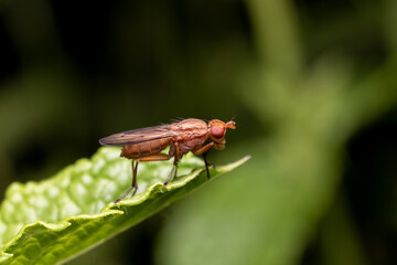 Drosophila suzukii, commonly called the spotted wing drosophila or SWD, ice fruit fly. originally...