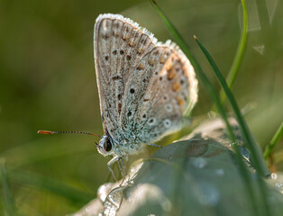 Blue butterfly standing on green leaf in Izmir