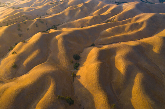 Golden light on golden hills, Central California, USA
