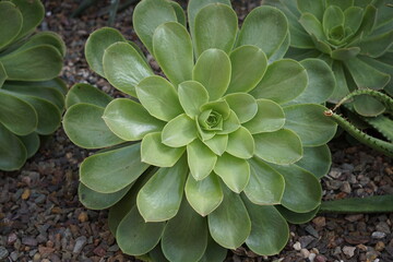 Succulent