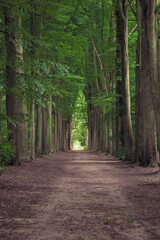 Tree-lined hiking path in Mastenbos in Kapellen, Belgium.