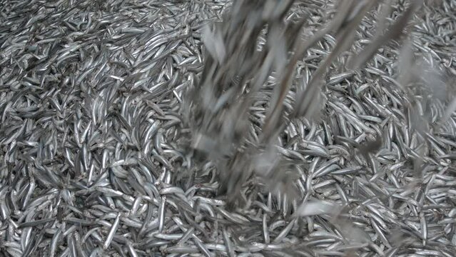 Small size sardine fishes are seen transported into a truck for fish food manufacturing.