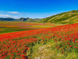 Lentil flowering with poppies and cornflowers in Castelluccio di Norcia, Italy