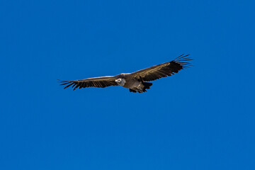 Griffon vultures, Gyps fulvus flying around the Serrania de Cuenca at Una, Spain.