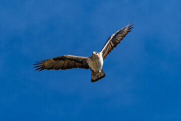 Griffon vultures, Gyps fulvus flying around the Serrania de Cuenca at Una, Spain.