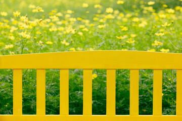黄色いコスモスの花畑と木製のベンチ