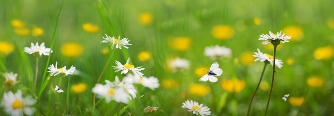 Butterfly flies over wild marguerite flowers in grass in rays of sunlight.