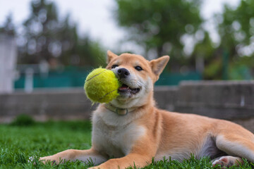Naklejka na ściany i meble cachorro de perro japonés de raza shiba inu, jugando con una pelota y una zapatilla sobre el césped verde