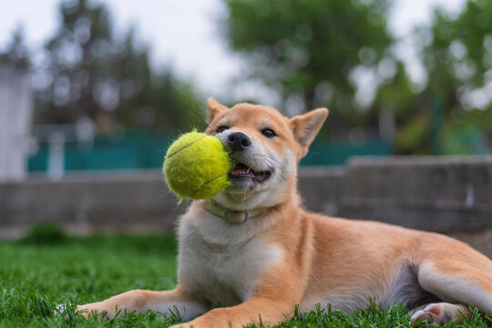 cachorro de perro japonés de raza shiba inu, jugando con una pelota y una zapatilla sobre el césped verde