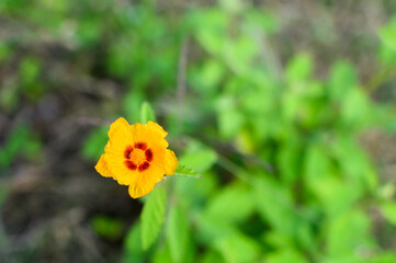Wildflowers. Macro photography showing the beauty of the flower.