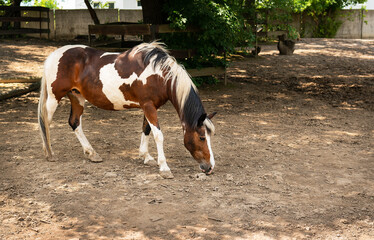 Dark bay horse in paddock on a sunny day. Beautiful pet, horseback riding, animal treatment.