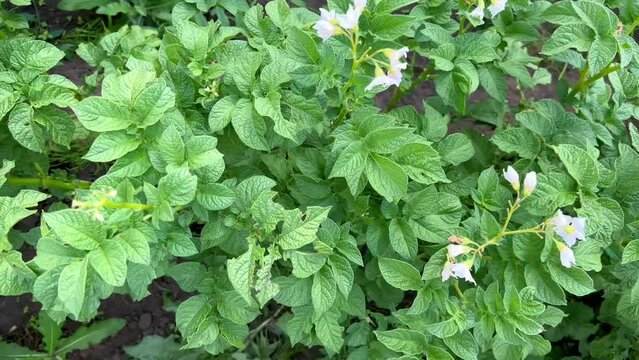 Top view of a row of potatoes in a field. Densely planted vegetable garden with potatoes