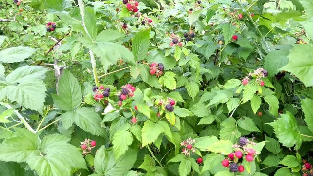 Black and red raspberries grow in the forest. Raspberry berries. Raspberries ripening in the garden. Wild berries in the forest