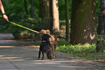 Two dogs walking in the park Dogs on leashes greet each other during the walk.