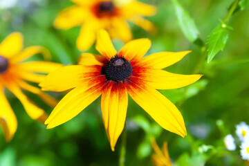 Flower of Rudbeckia. Black-eyed Susan. Close-up of a flower bloom. Selective soft focus.