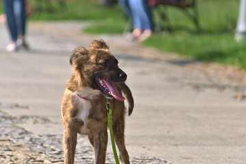 A dog for a walk in the park. A brown dog on a leash on the pavement, with the legs of passersby in the background.
