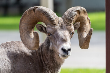 Bighorn Sheep ram portrait, looking at the camera