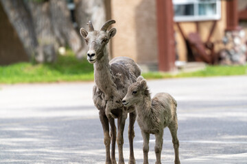 Female mother bighorn sheep ram stands with her baby as they walk around the town of Waterton Lakes