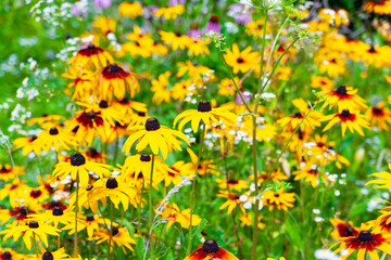 Rudbeckia flowers. Black-eyed Susan blooms. Blooming flowers in the garden. Floral wallpaper. Selective focus. - obrazy, fototapety, plakaty