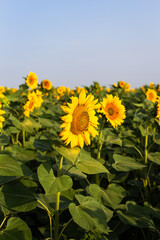 A beautiful field of blooming golden sunflowers against a blue sky. Harvest preparation, sunflower oil production.