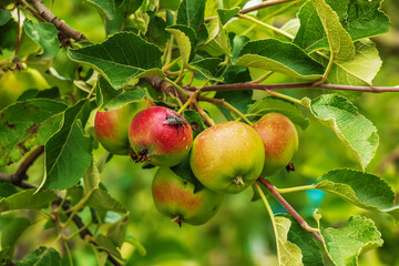 Apple tree branch with ripening juicy apples under bright sunlight. Summer harvest in the garden. Organic gardening and agriculture