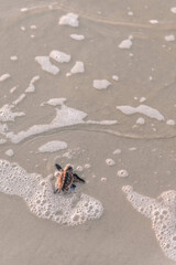 baby sea turtle on beach heading towards ocean