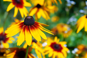 Flower of Rudbeckia. Black-eyed Susan. Close-up of a blooming flower. Selective soft focus. Floral wallpaper.