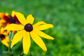 Flower of Rudbeckia. Black-eyed Susan. Close-up of a yellow flower. Selective soft focus. Floral wallpaper.