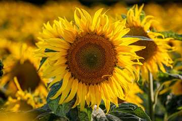 A sunflower growing on Sussex farmland in summer