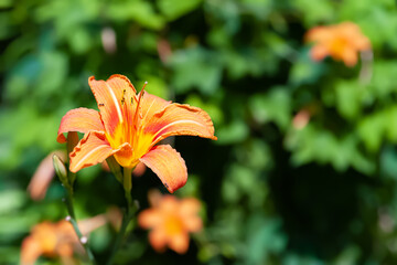 Daylily flower. Blooming flower. Close-up of an orange lily. Selective soft focus.