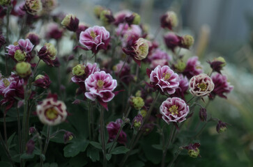 flower in the garden