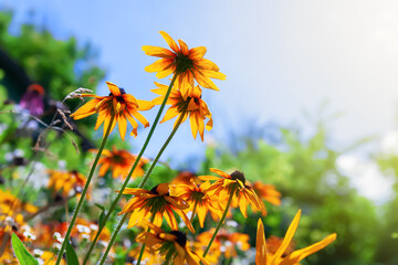 Obraz premium Flowers of Rudbeckia. Black-eyed Susan blooms. Blooming flowers in a rustic garden. Floral wallpaper. Selective focus.