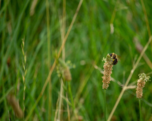 Bumblebee on a grass