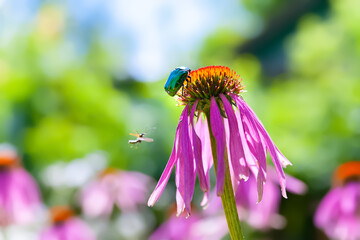 Chafer on an Echinacea flower. Blooming flowers in the meadow. Floral wallpaper. Selective soft focus.