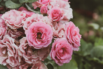 Beautiful soft pink roses blooming in summer garden