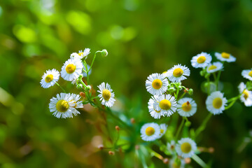 Wild chamomile flower. Blooming meadow flower. Close-up of a wild flower. Selective soft focus. Floral wallpaper.