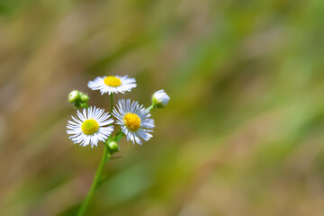 Daisy flower. Blooming meadow flower. Close-up of a wild flower. Selective soft focus.