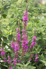 Lythrum salicaria (spiked loosestrife, purple Lythrum) - perennial herbaceous plant belonging to the family Lytgraceae. Bright pink floral background