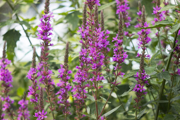 Lythrum salicaria (spiked loosestrife, purple Lythrum) - perennial herbaceous plant belonging to the family Lytgraceae. Bright pink floral background