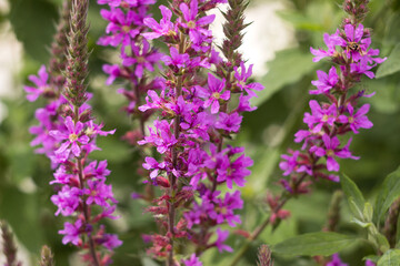 Lythrum salicaria (spiked loosestrife, purple Lythrum) - perennial herbaceous plant belonging to the family Lytgraceae. Bright pink floral background