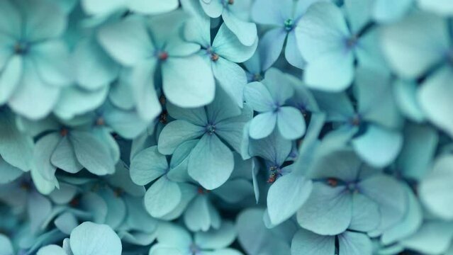 Beautiful blue Hydrangea flowers in the garden on sunny summer day. High quality 4k footage