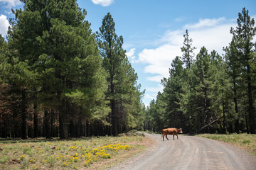 Naklejka premium Cattle Grazing in a USDA National Forest