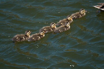 baby of eurasian spot billed duck