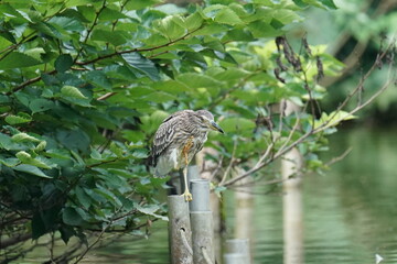 black crowned night heron in a forest