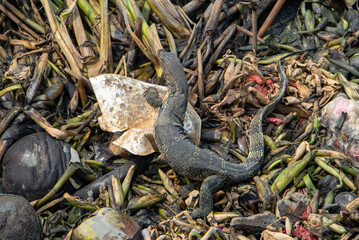 The Varanus salvator, know as Asian water monitor crawls over trash floating by the shore