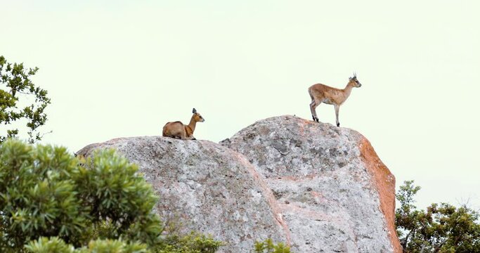 Klipspringers resting on a rocky cliff in Kruger National Park, South Africa 4k