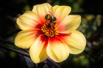 Bee fedding from a large red and yellow flower